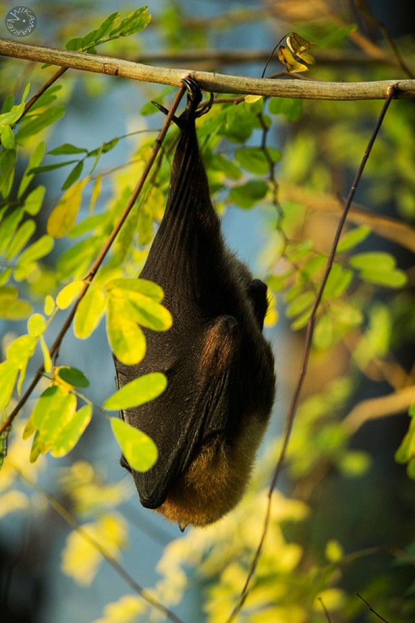 Fruit Bat (Megachiroptera) 
